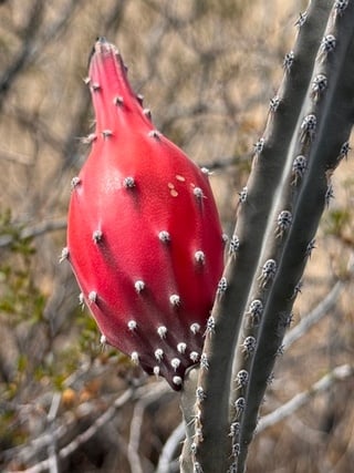 queen of the night fruit