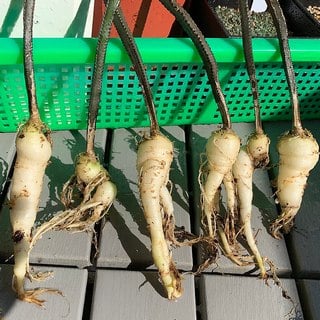 queen of the night tubers