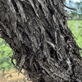 screwbean-mesquite-bark screwbean mesquite bark