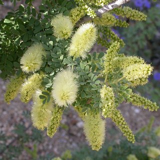screwbean-mesquite-flowers screwbean mesquite flowers