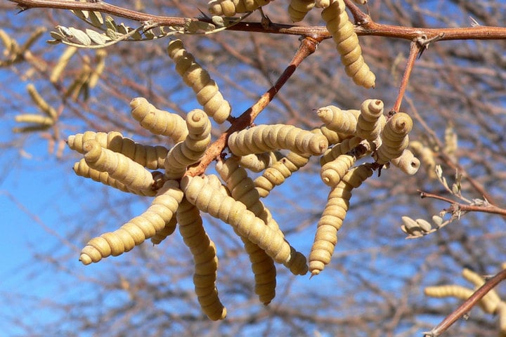 screwbean-mesquite-pods screwbean mesquite pods