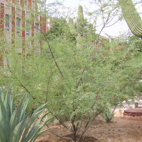 screwbean-mesquite