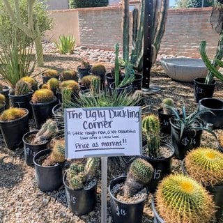 ugly-duckling-corner-sign plant sale sign