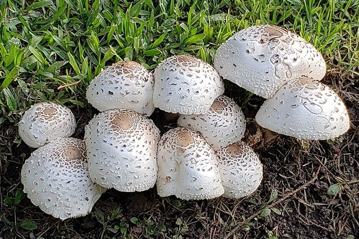 Chlorophyllum-molybdites Chlorophyllum molybdites mushrooms