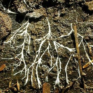 fungus hyphae