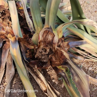 agave weevil damage