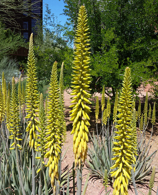 aloe vera flower stalks
