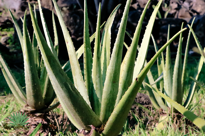 aloe vera plants