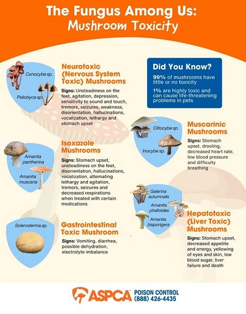 aspca-mushroom-toxicity mushroom toxicity in pets