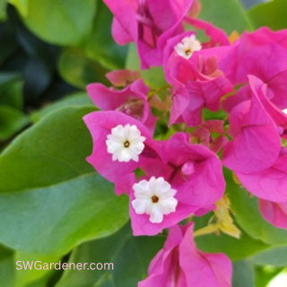 close up of bougainvillea flowers