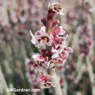 candelilla-flowers-swg candelilla flowers