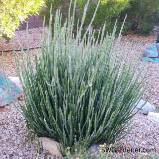 candelilla-sm-swg candelilla