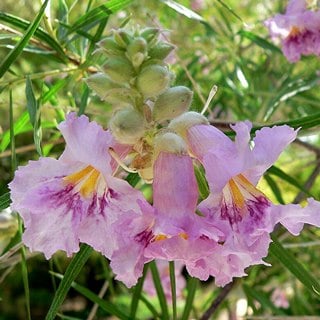 desert-willow-flowers desert willow flowers