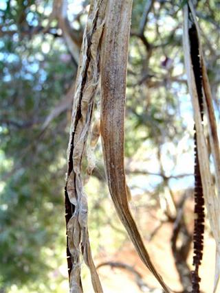 desert willow seedpods