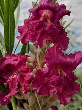 desert willow sweet bubba flowers
