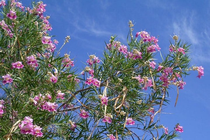 desert-willow desert willow