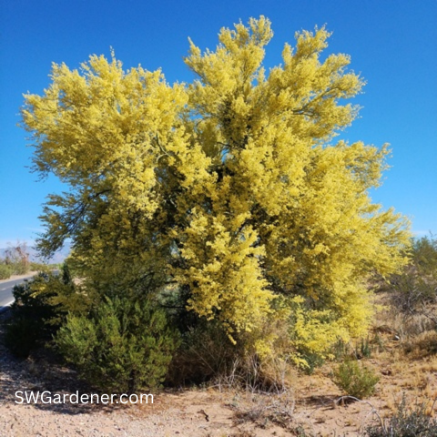 foothills-palo-verde-swg foothills palo verde in bloom