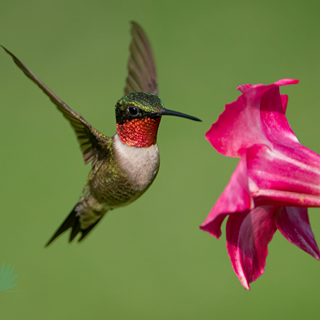 hummingbird at pink flower