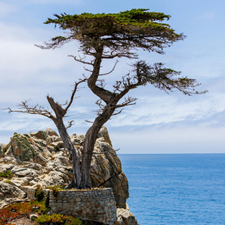lone cypress