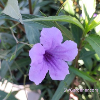 mexican-petunia-flower-swg mexican petunia flower