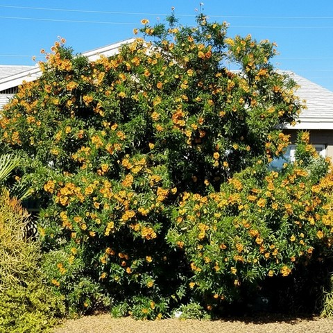 large orange jubilee shrub