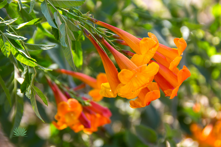 orange jubilee flowers