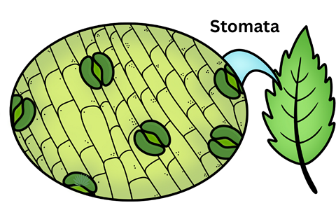 stomata