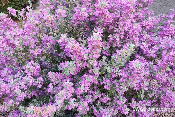 texas ranger in bloom