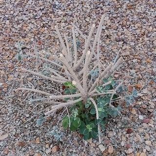 texas-ranger-hard-pruned texas ranger after hard pruning