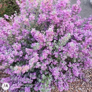 texas-ranger-rebound texas ranger blooming
