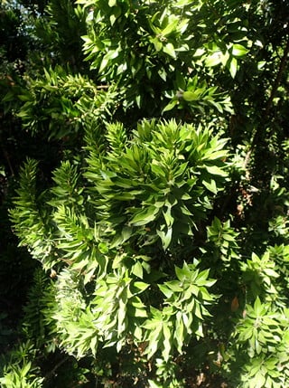 twisted-myrtle-leaves twisted myrtle foliage