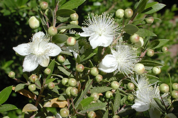 twisted-myrtle twisted myrtle flowers