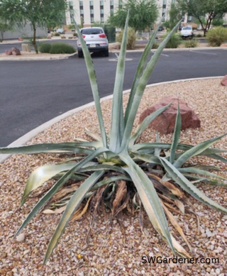 agave weevil damage