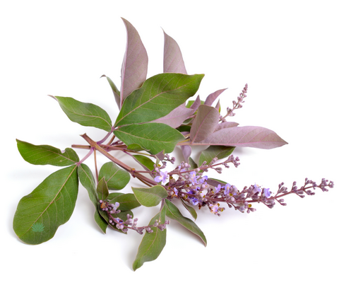 arabian-lilac-W arabian lilac leaves and flowers