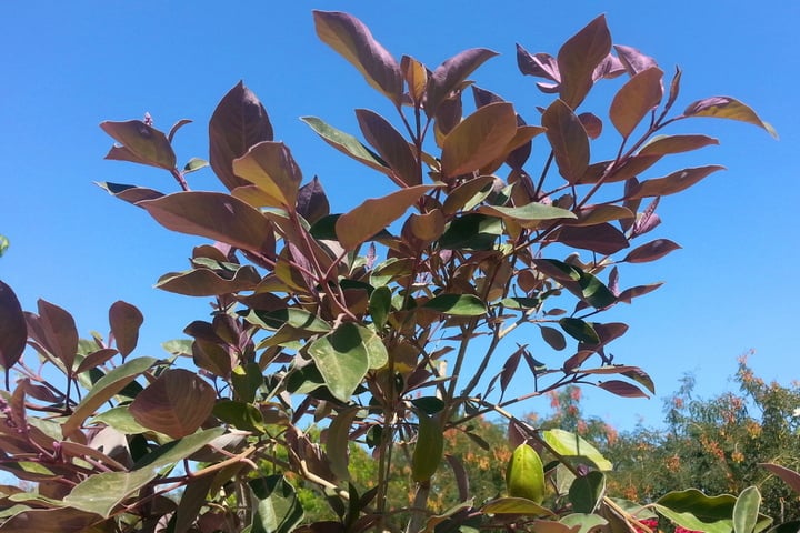 arabian lilac leaves against sky