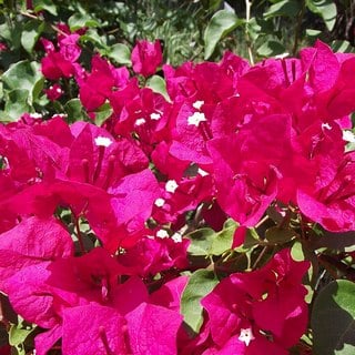 barbara karst bougainvillea