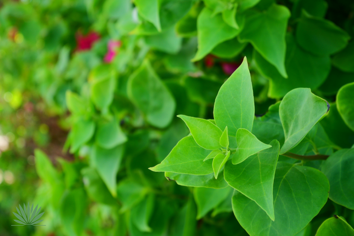 bougainvillea leaves