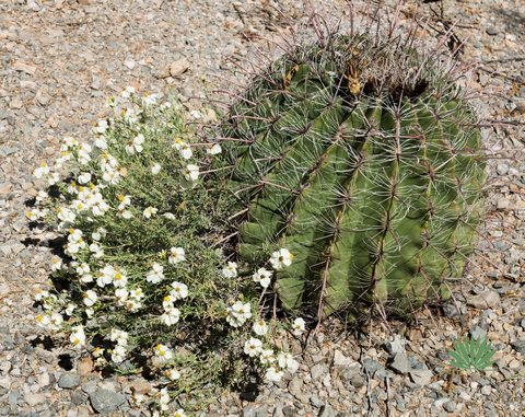 desert-zinnia-cactus desert zinnia and cactus