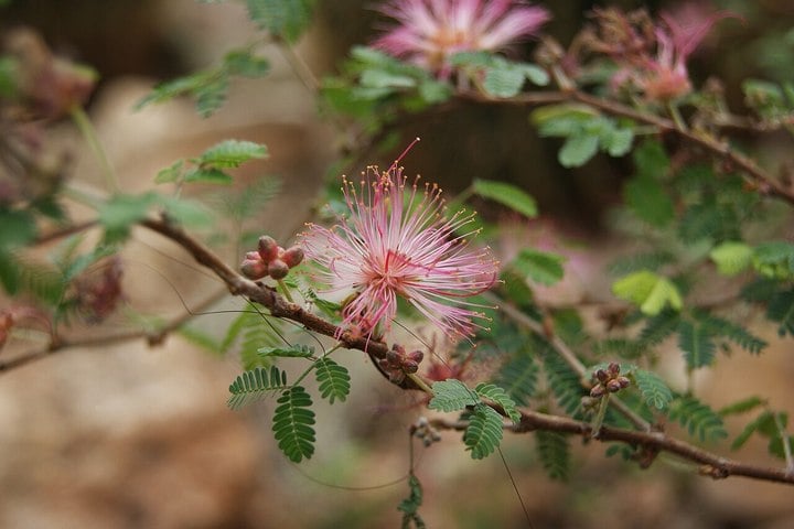 fairy-duster-branch fairy duster branch