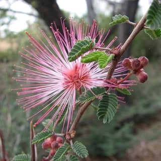 fairy-duster-flower fairy duster flower