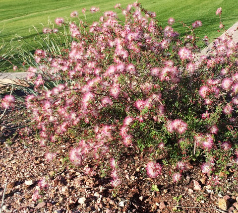 fairy-duster-shrub fairy duster