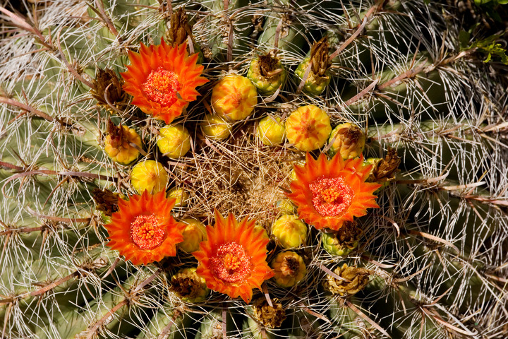 fishhook barrel cactus flowers