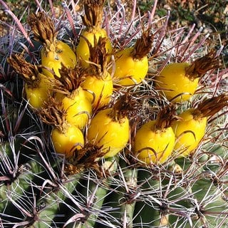 fishhook barrel cactus fruits