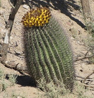 fishhook barrel cactus leaning