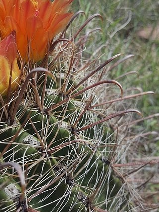 fishhook barrel cactus spines