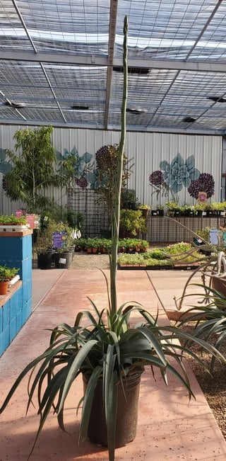 mangave flower stalk