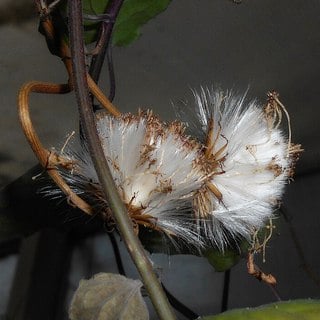 mexican flame vine seeds