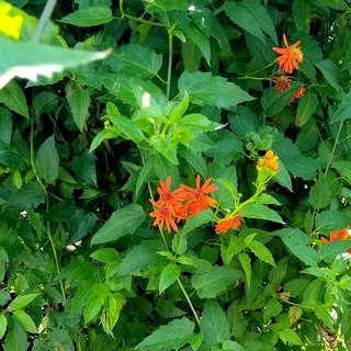 mexican-flame-vine-sm mexican flame vine foliage