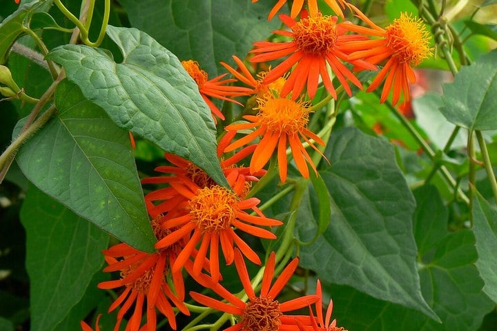 mexican-flame-vine mexican flame vine flowers