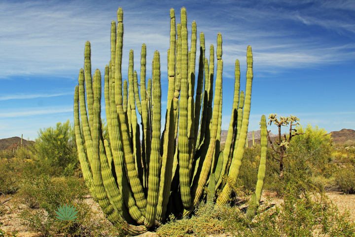 pipe organ cactus